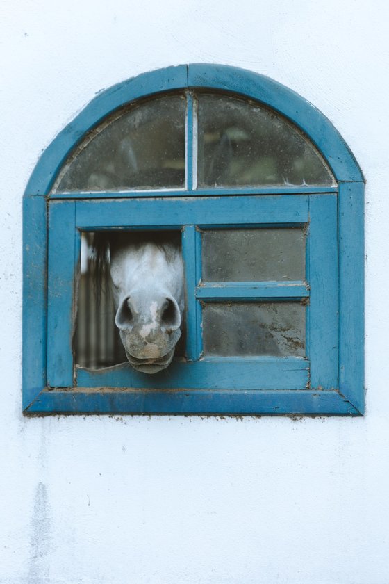 white short coated dog in blue window