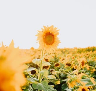 yellow sunflower field during daytime