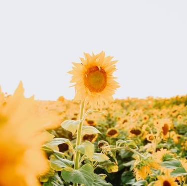 plantes; toxines; santé; désintoxication; naturopathie