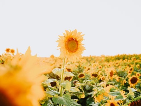 yellow sunflower field during daytime