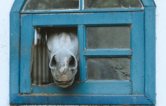 white short coated dog in blue window