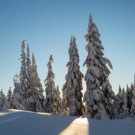 Trees with snow